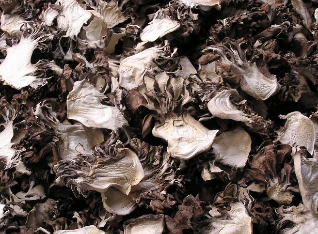 Maitake Grifola frondosa